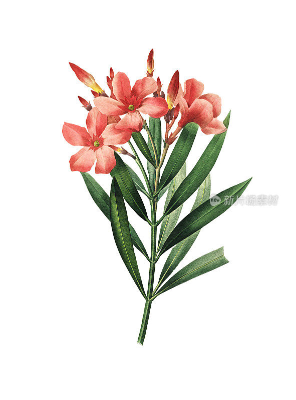 Nerium oleander | Redoute Flower插图